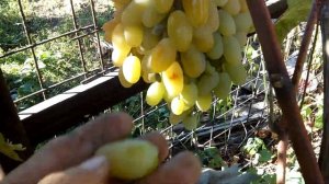 Сорт винограда"Тамерлан"