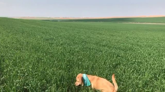 Учимся ловить мяч смотреть онлайн