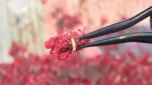 Интересный способ насаживания мотыля пучком