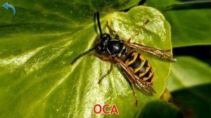 Карточки Домана. Часть 5. Насекомые