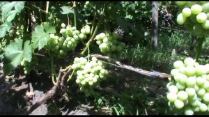 Сорт винограда селекции В. Н. Крайнова Дарья (Daria grapes)