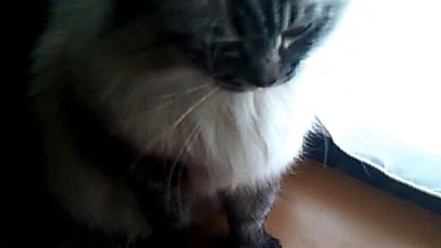 Кот дает лапу смотреть онлайн