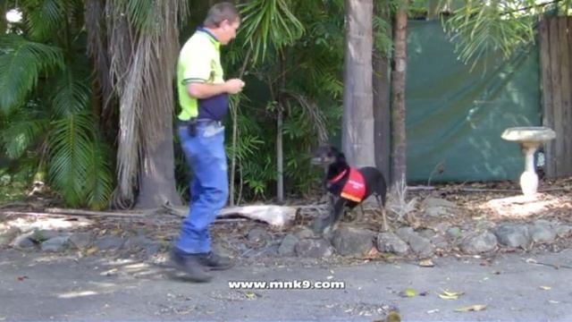 EP 51. World's First Pigmy Blue Tongue Lizard Detection Dog смотреть онлайн