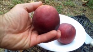 Вкуснейший  нектарин  Геа