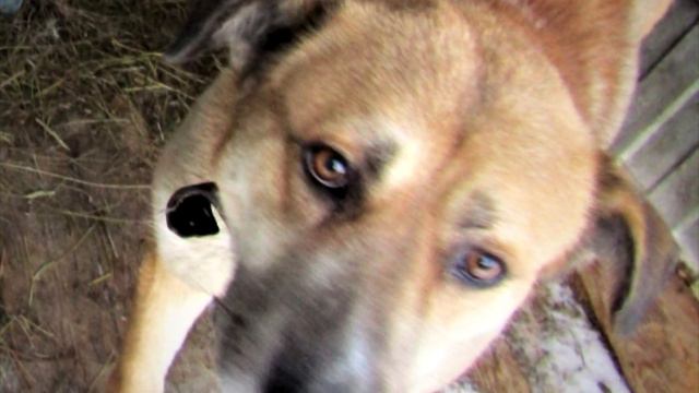 Хозяева переехали в другой дом, а своего пса оставили ВЫЖИВАТЬ! смотреть онлайн