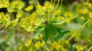 Пчелы собирают нектар с молочая