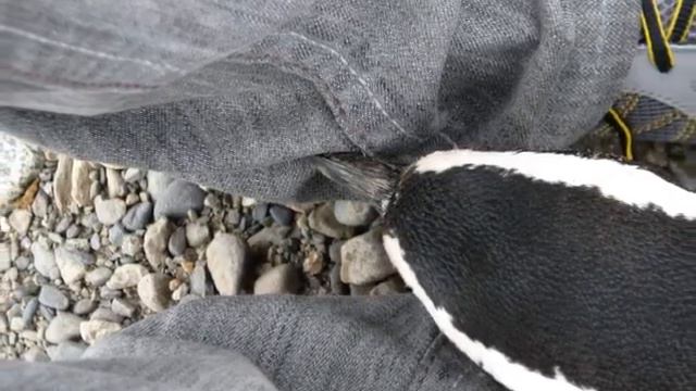 Penguin that bites - El pingüino que muerde-- Кусающийся пингвин смотреть онлайн