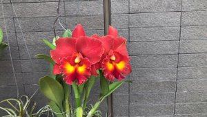 Cattleya Rlc.Siam Red is blooming again in April 2021