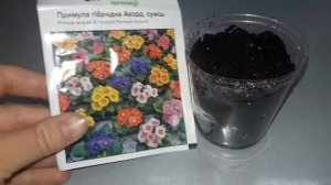 Примула. Сеем примулу осенью .Посев примулы