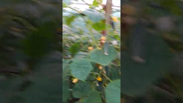 Огурец Бьерн f1 Огурец Бйорн смотреть онлайн