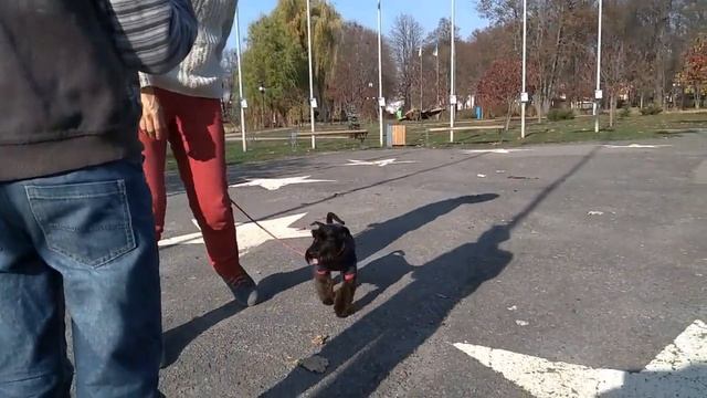 Цвергшнауцер Зайка или одежки для маленькой собачки смотреть онлайн