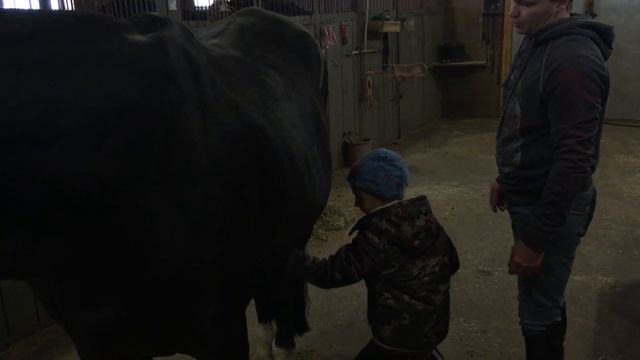 Максим Толпыга учит Макса (MJ) как правильно ухаживать за лошадкой смотреть онлайн