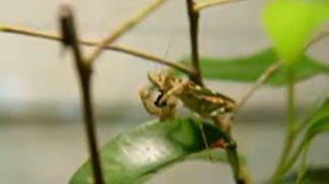 цветочный богомол