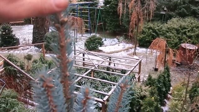 РАСТЕНИЯ В ПРОДАЖЕ ИЗ САДА-на 2023год--1-я часть