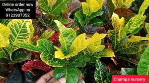 croton plant online buy online order now croton plant