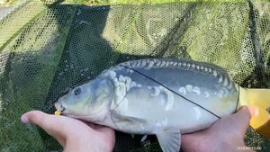 Секретные ФЛЮРО-ГЕЛИ на ФЛЕТ ФИДЕР. Какую леску выбрать? Рыбалка на карпа