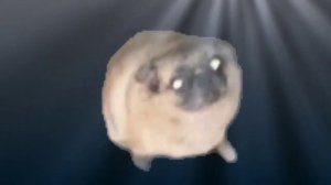 МОПС АФИГЕЛ И ТАНЦУЕТ ПОД МЕМНУЮ МУЗЫКУ