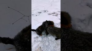 Собачьи бои.