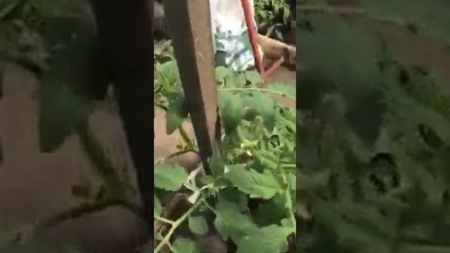 Обзор нашей теплицы.