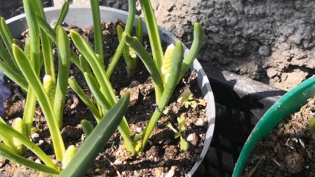 Мускарики и низкоросые нарцысы в вазонах посажены осенью смотреть онлайн