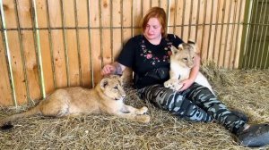 НЕ ВЕРИТСЯ! Львица Симба ВПЕРВЫЕ ЗНАКОМИТСЯ С ДРУГИМИ ЛЬВАМИ! Начинается настоящая, ЛЬВИНАЯ жизнь!