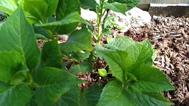 Черенки гортензии. Куда отправила зимовать. смотреть онлайн