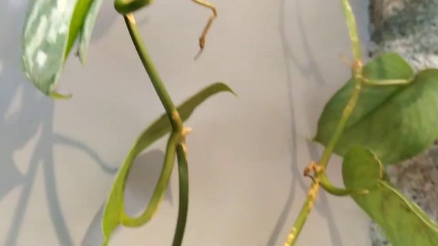 Plant care #16 | How to grow scindapisis exotica for better growth ? Few care tips | biosphereflora смотреть онлайн