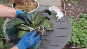 Что произойдет если разрезать орхидею пополам? Результат!