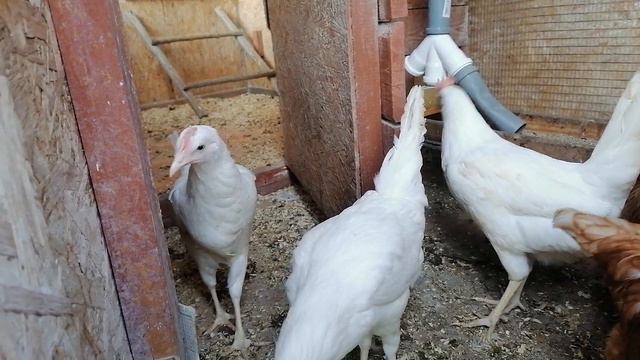 Куры молодки.
