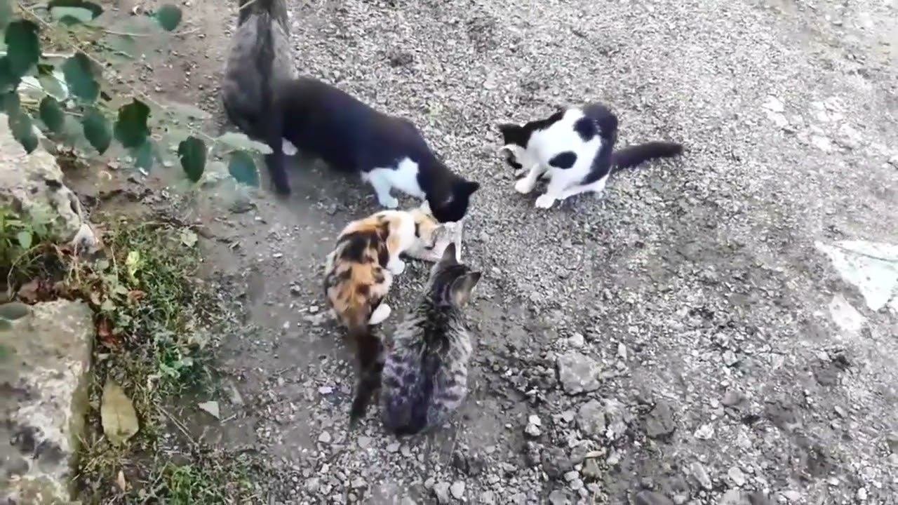 Уличные КИСКИ+