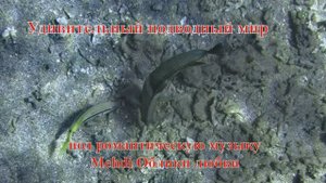 Удивительный подводный мир Корис клоун под романтическую музыку Mehdi Облики любви
