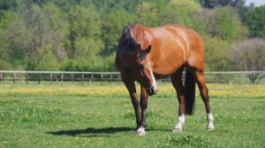 Шипение змеи. Касатка. Много различных животных.@1Animals_SoUNd #youtube #звуки #звукиживотных