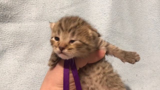 Котенок (мальчик) пиксибоб Гек. Питомник кошек Пиксихаус.Новосибирск смотреть онлайн