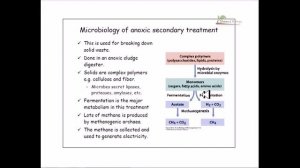 Bacteria in sewage teatment