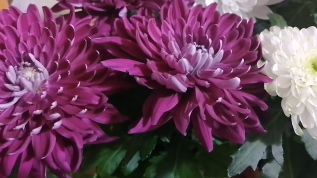 Новые сорта горшечной хризантемы! смотреть онлайн