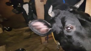 КАК ПРОВЕРИТЬ СТЕЛЬНОСТЬ КОРОВ УЗИ ИТОГ ПО СПИЛЕННОЙ ЕЛКЕ