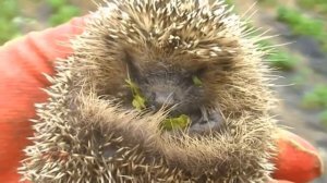 Ежик на даче