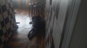 ДРЕССИРОВКА СОБАКИ.ДРАТХААР.#1