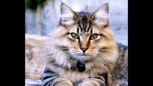 Мои кошки – курильские бобтейлы. Смотрите забавные эпизоды их жизни