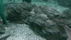 Сочинский океанариум / Sochi oceanarium