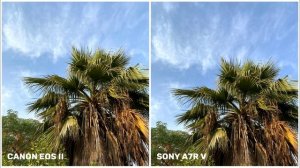 Canon EOS R6 Mark II VS Sony A7RV | Auto-focus Camera Test & Comparison