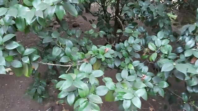 Дендрарий Сочи ? Лебеди белые и черные ? петухи и куры гайд ? Обзор от Геля Кидс Шоу смотреть онлайн