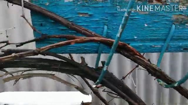 Перевезли вещи. Посадили рассаду. Что делать с огородом?