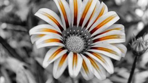 рабы лампы - последнее воскресенье