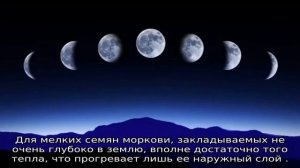 Благоприятные дни для посадки моркови