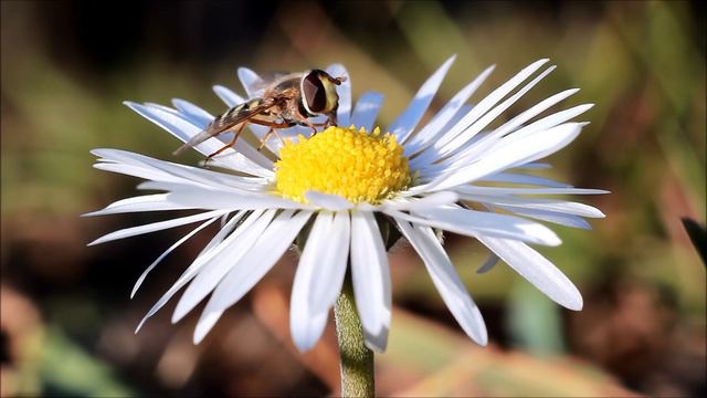 insect on a flower смотреть онлайн