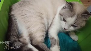 РОДЫ КОШКИ. Как рожает кошка. НАША КОШКА РОЖАЕТ. КОТЯТА ?