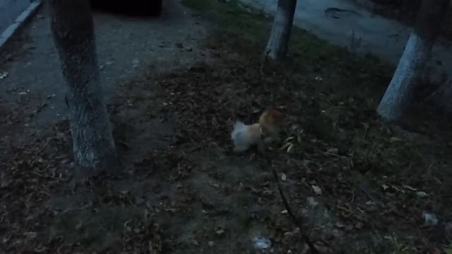 Шпиц-зверюга :)