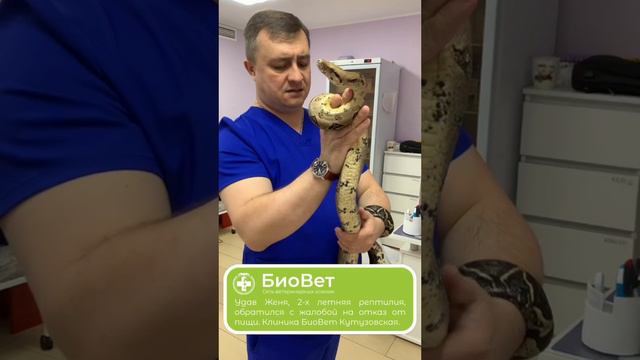 Удав Женя, 2-х летняя рептилия, обратился с жалобой на отказ от пищи. Клиника БиоВет Кутузовская.