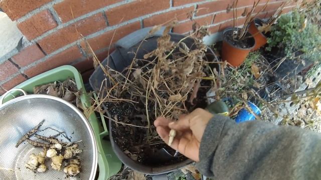 Skirret, Crosnes, Sunchokes, Scorzonera and Salsify...Harvesting Perennial Veggies смотреть онлайн